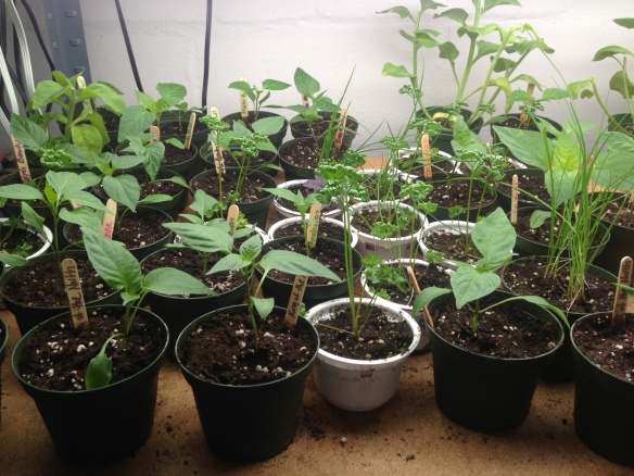 Pepper and herb seedlings, ready to be transplanted.